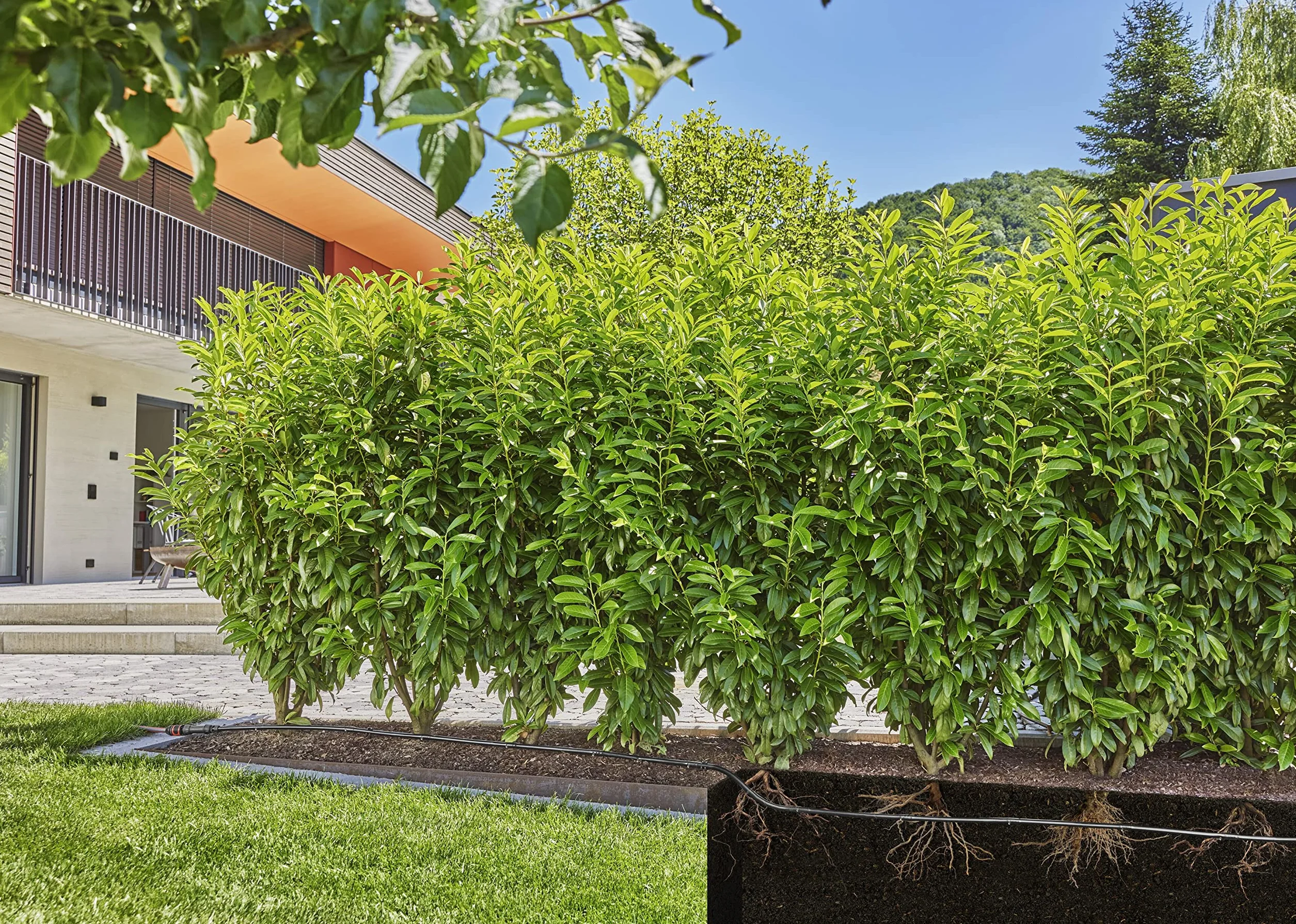 Micro-Drip-Irrigation Hedge Bush Set 50 m