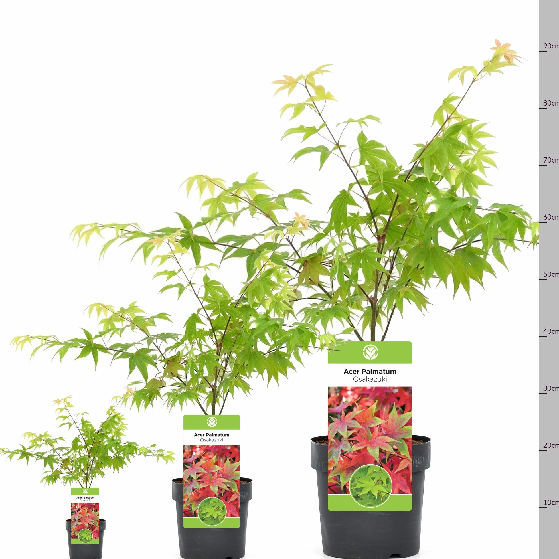 Acer palmatum "Osakazuki" | Érable du Japon Plante de jardin à feuilles caduques Arbuste en pot
