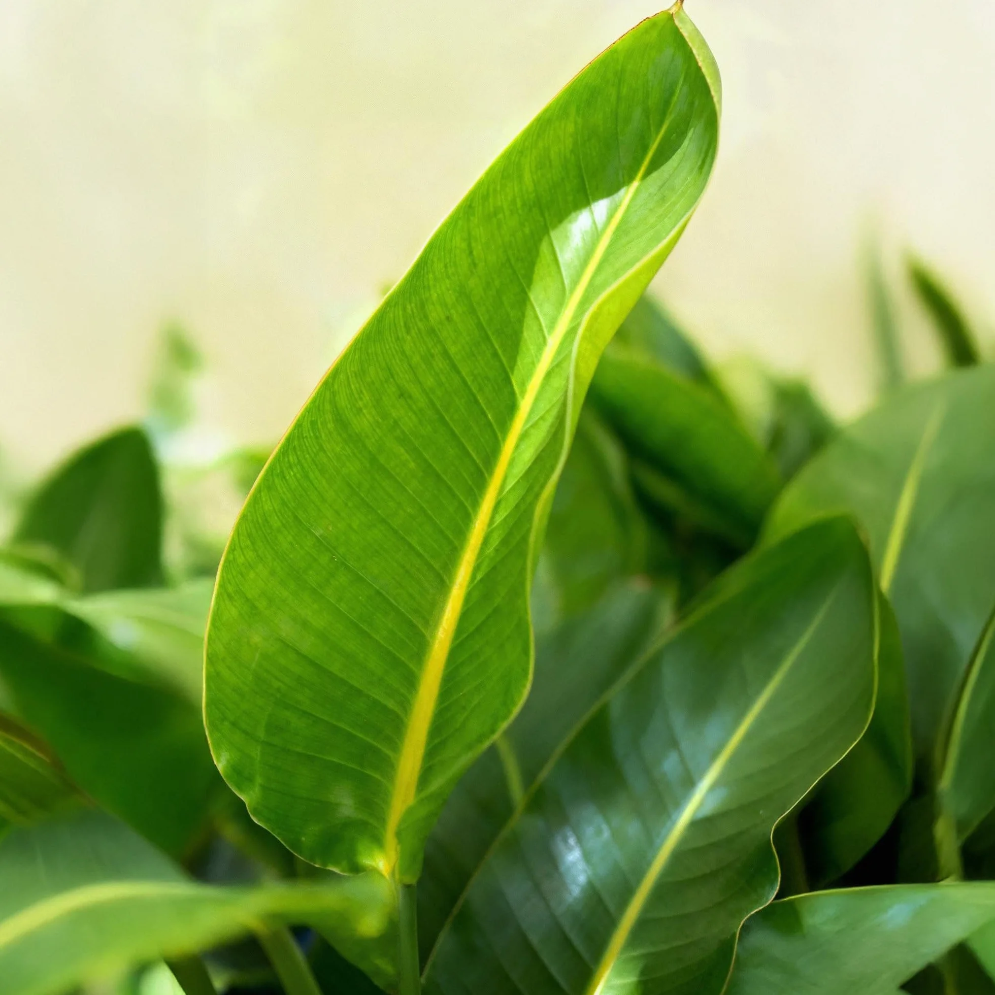 Strelitzia Nicolai Fleur de paradis Plante d'intérieur Pot 21cm Hauteur 110-120cm Vert avec panier