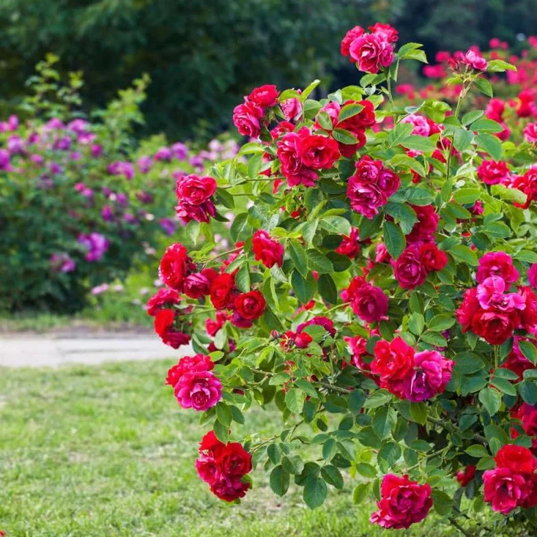 Engrais rosiers et arbustes à fleurs - Agro Sens - Seau 8 kg