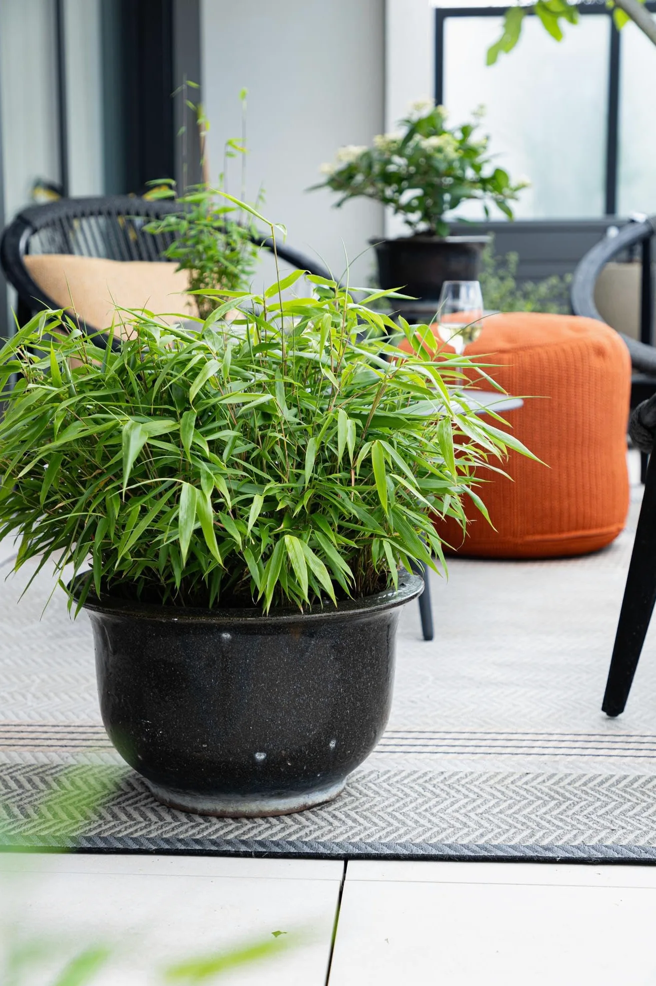 Green boutiQ - Bambou - Fargesia robusta Pingwu - Persistant - Non Envahissant - Vert - 12 Plantes - Pot 14cm - Hauteur 35cm