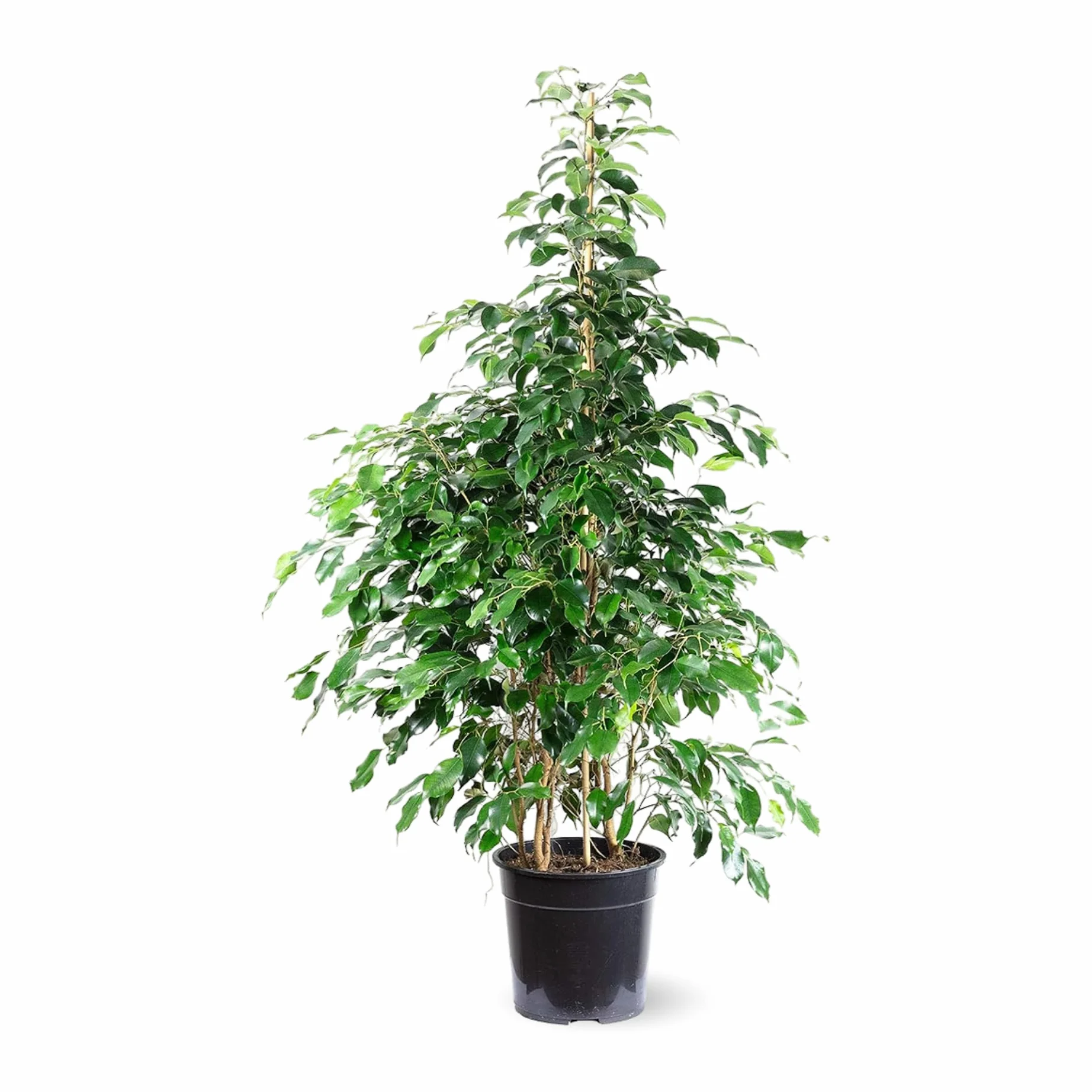 Attitude Jardin Ficus Benjamina Danielle 100-110 cm ⌀ 21 cm plante d'intérieur