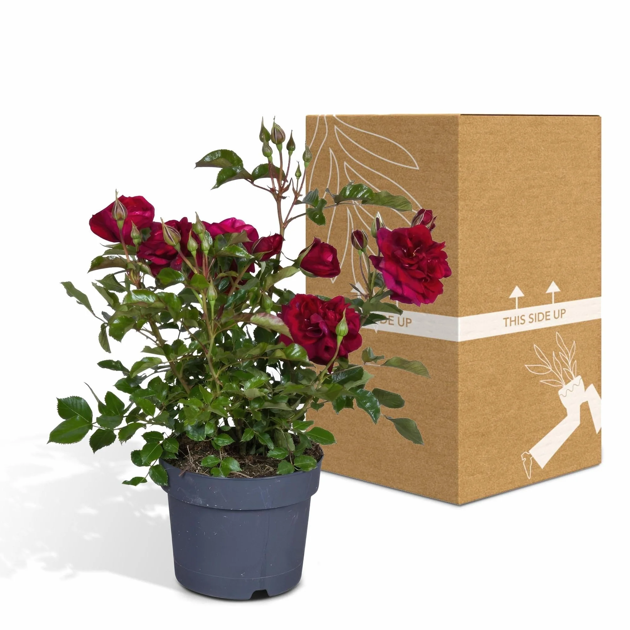 Rosier rouge plante fleurie d'extérieur