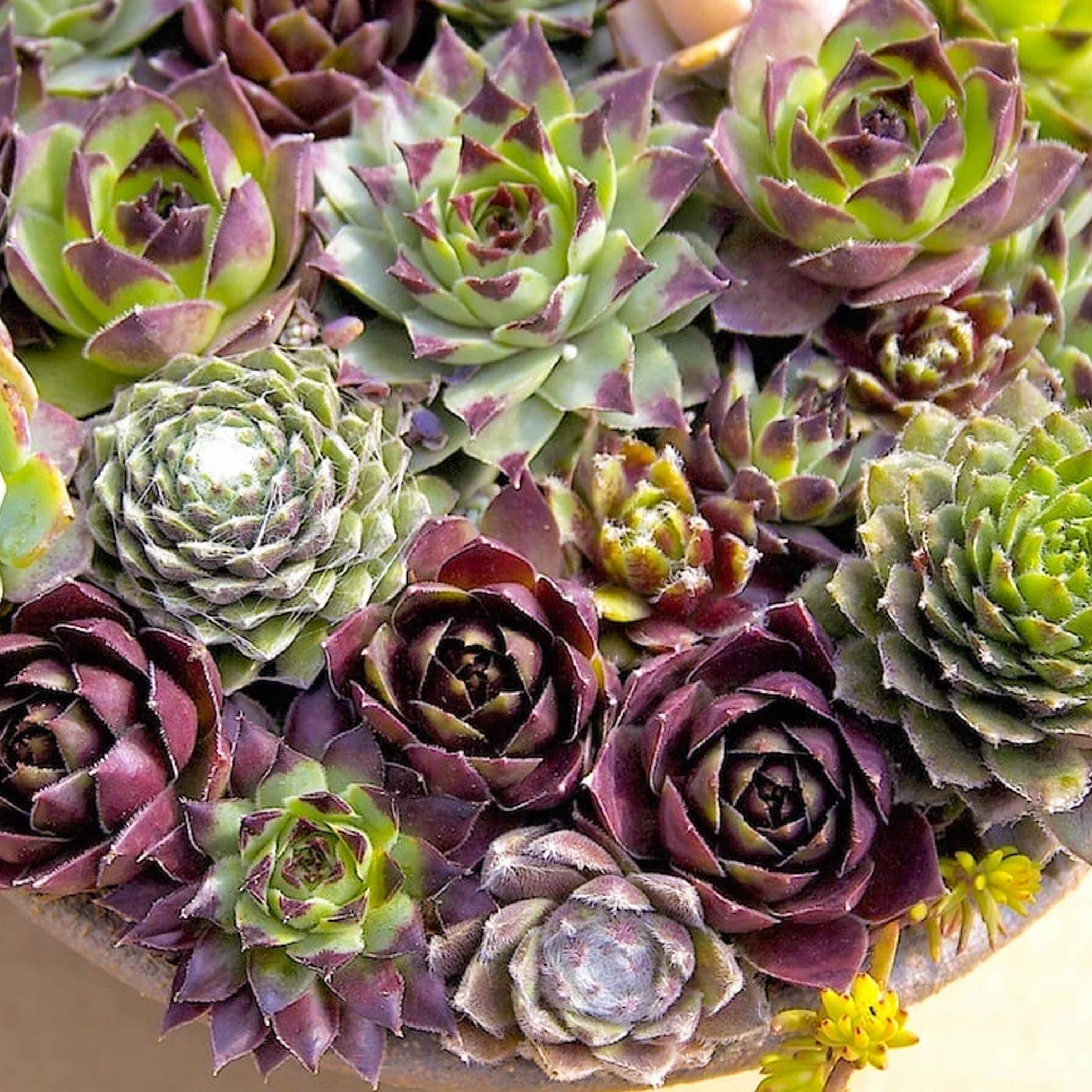 Sempervivum Mix GardenersDream - Lot de 20 Plantes Grasses Succulentes en Pot 5-15 cm - Résistantes Hiver Intérieur Extérieur