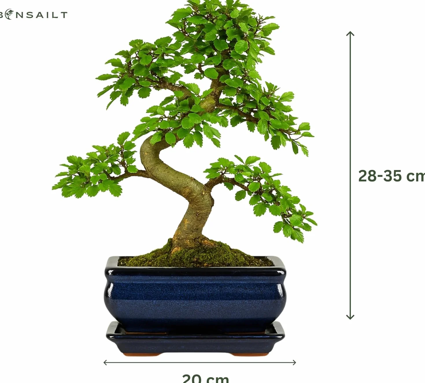 Ulmus parvifolia Bonsaï – Orme chinois 8-10 ans – Pot 20 cm – Bonsaï d'intérieur avec soucoupe