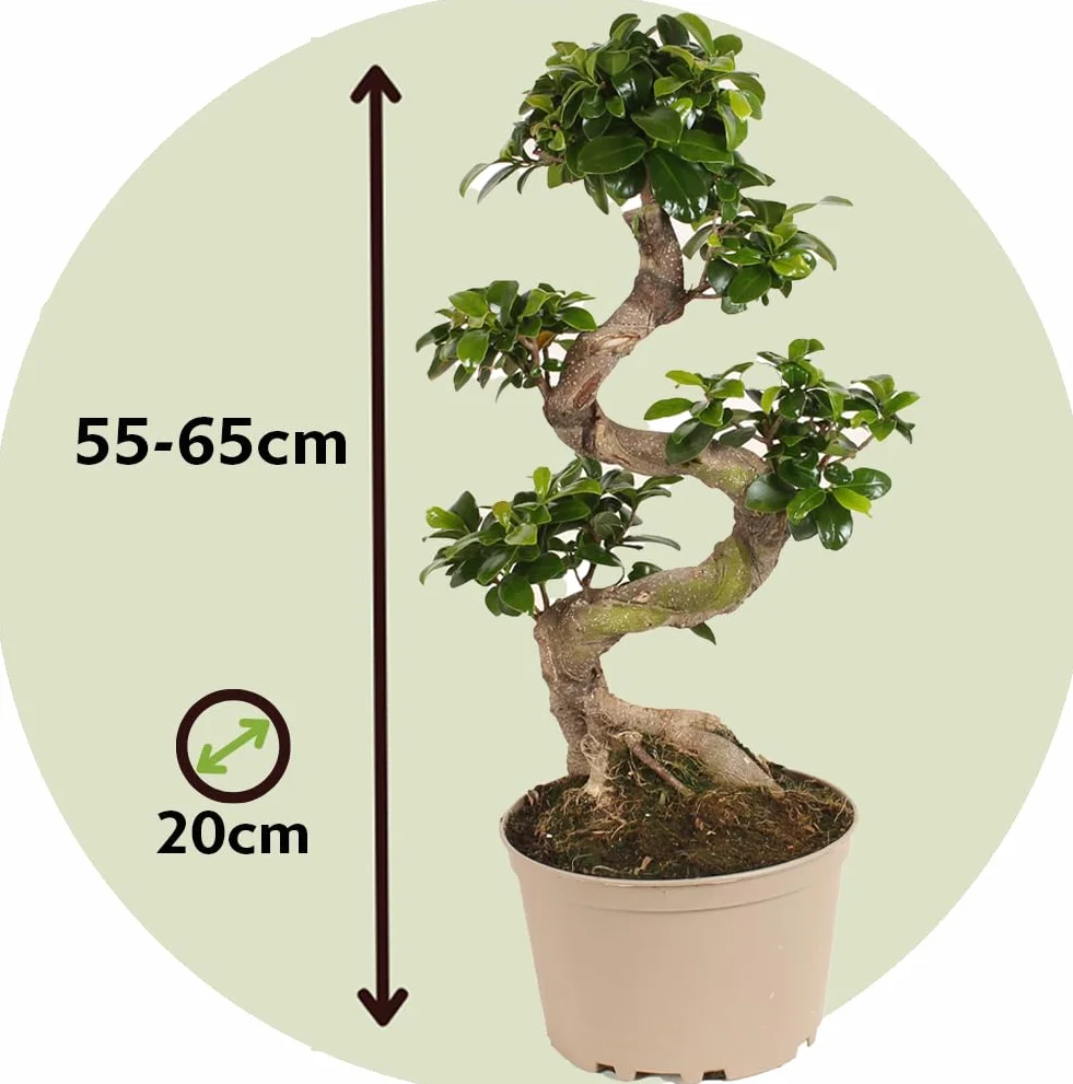 Ficus Ginseng en forme de S Bonsaï Japonaise Plante d'intérieur Pot 20cm Hauteur 55-65cm
