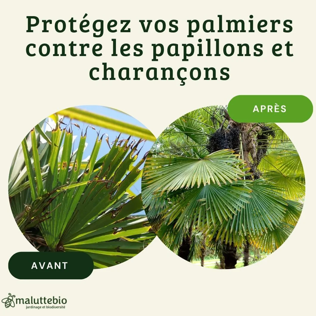 Nématodes Papillon du palmier et Charançon Rouge - Traitement 6-12 palmiers (100M)