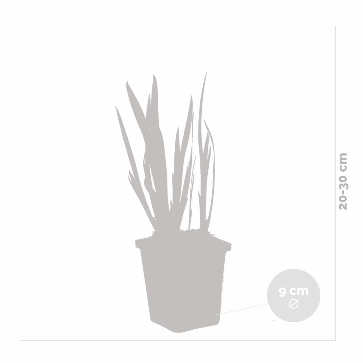 Bloomique Lot de 6 Iris Pseudacorus Iris jaune Plantes de bassin aquatiques Rustique Hauteur 20-30 cm Pot 9 cm