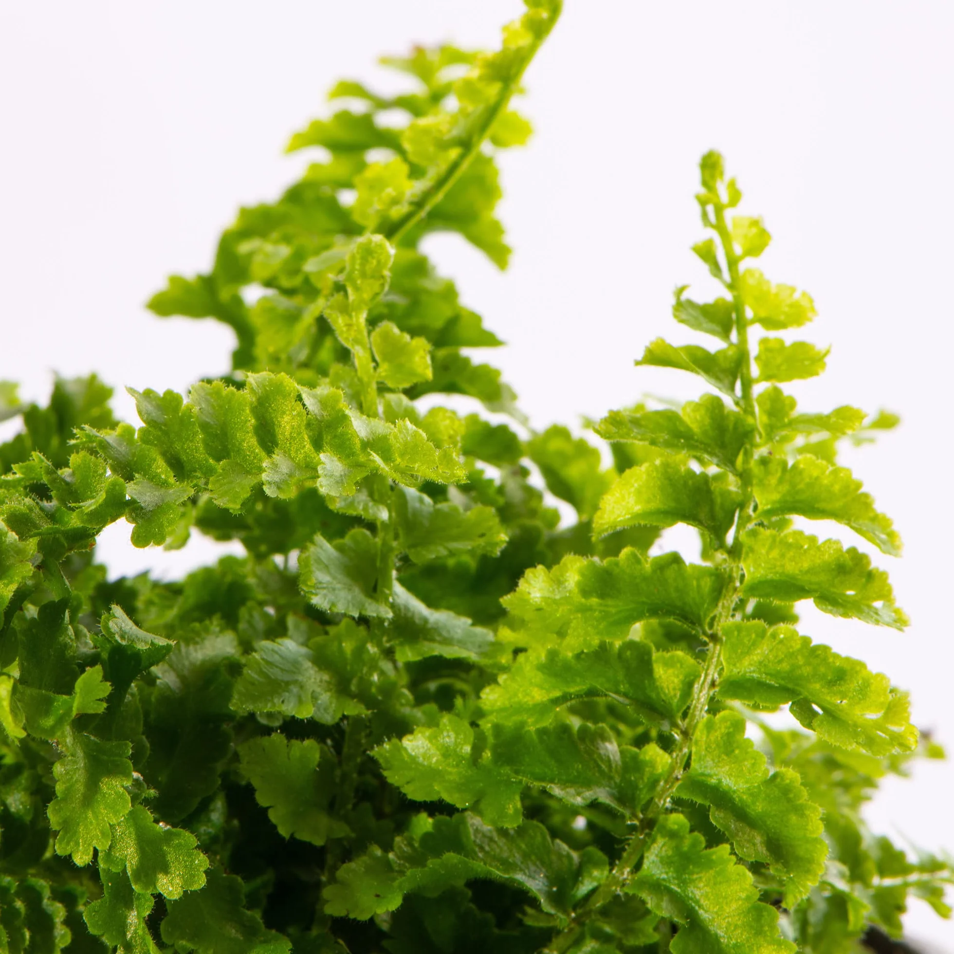 Mini Fougère de Boston Nephrolepis Exaltata Fluffy Ruffles Plante d'intérieur à offrir