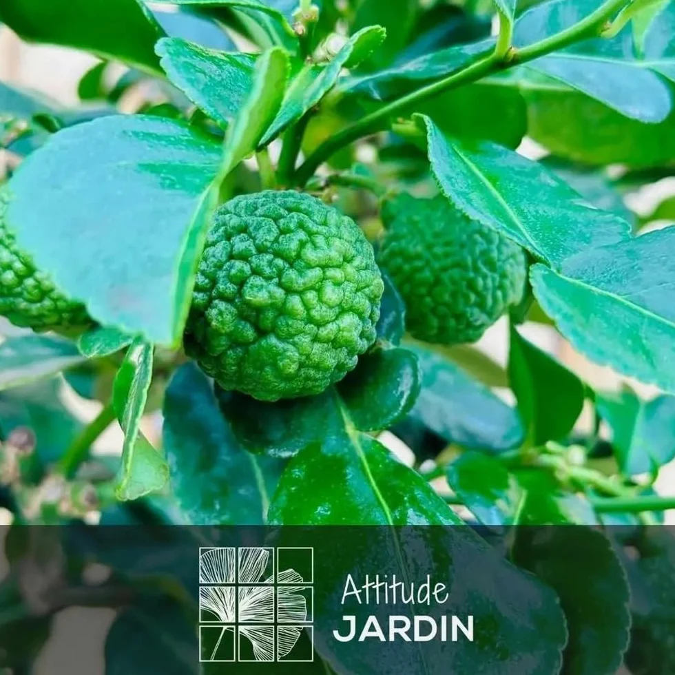 Attitude Jardin - Combava - citrus hystrix - agrume méditerranéen - arbre fruitier - 110-120 cm - ⌀ 24 cm