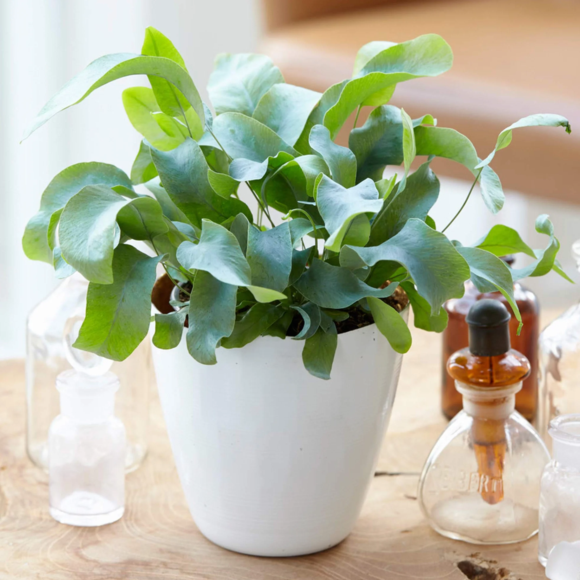 1 x Phlébodium Blue Star | Cadeau Fougère d'intérieur en Pot de Qualité Supérieur | de 25 à 35 cm Pot inclus