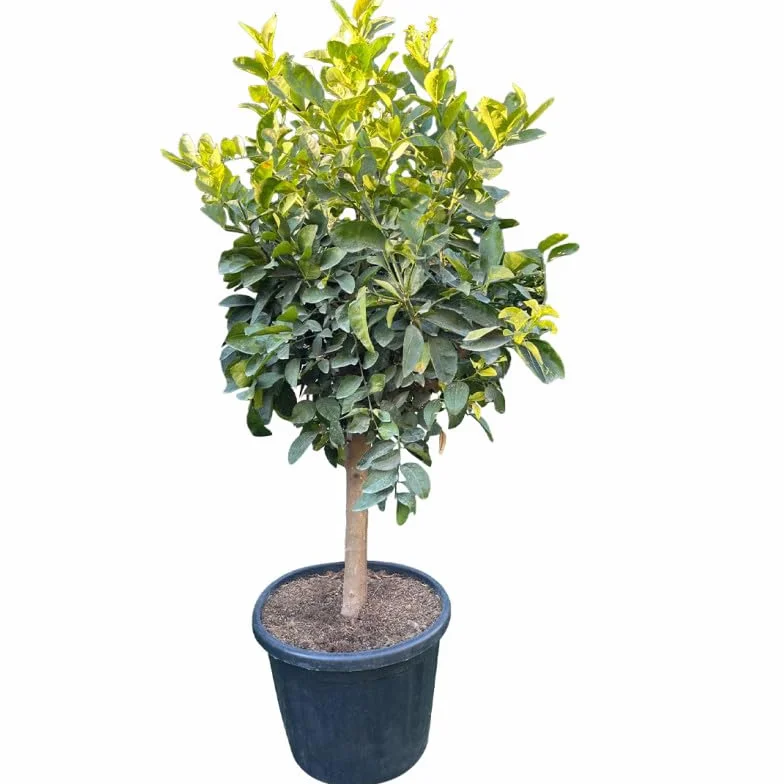 Citronnier 4 Saison XL H-110/130CM