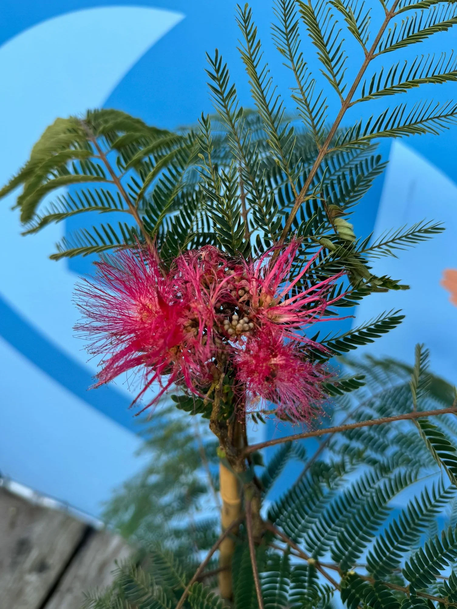 Sunny Tree - Arbre à soie - Albizia Julibrissin « Ombrella » - Arbre rustique - Fleurs roses - 160 cm - Acacia à soie