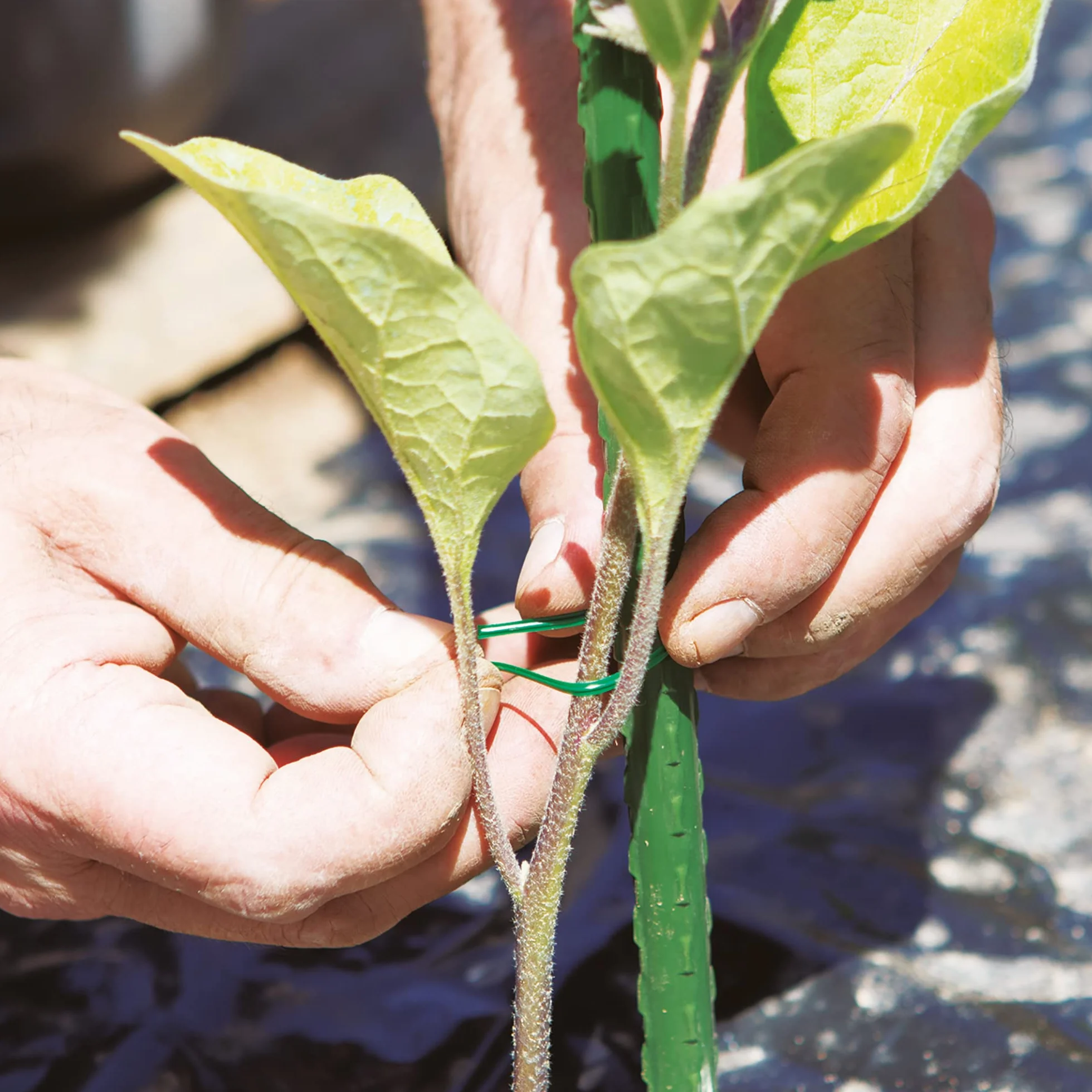TENAX Liens en Plastique Armés et Prédécoupés, 20 cm, Couleur Verte, Paquet de 1000 pièces, Fil en Acier Recouvert de PVC pour Ligatures, Plantes et Fleurs, Fermetures de Sacs et Paquets