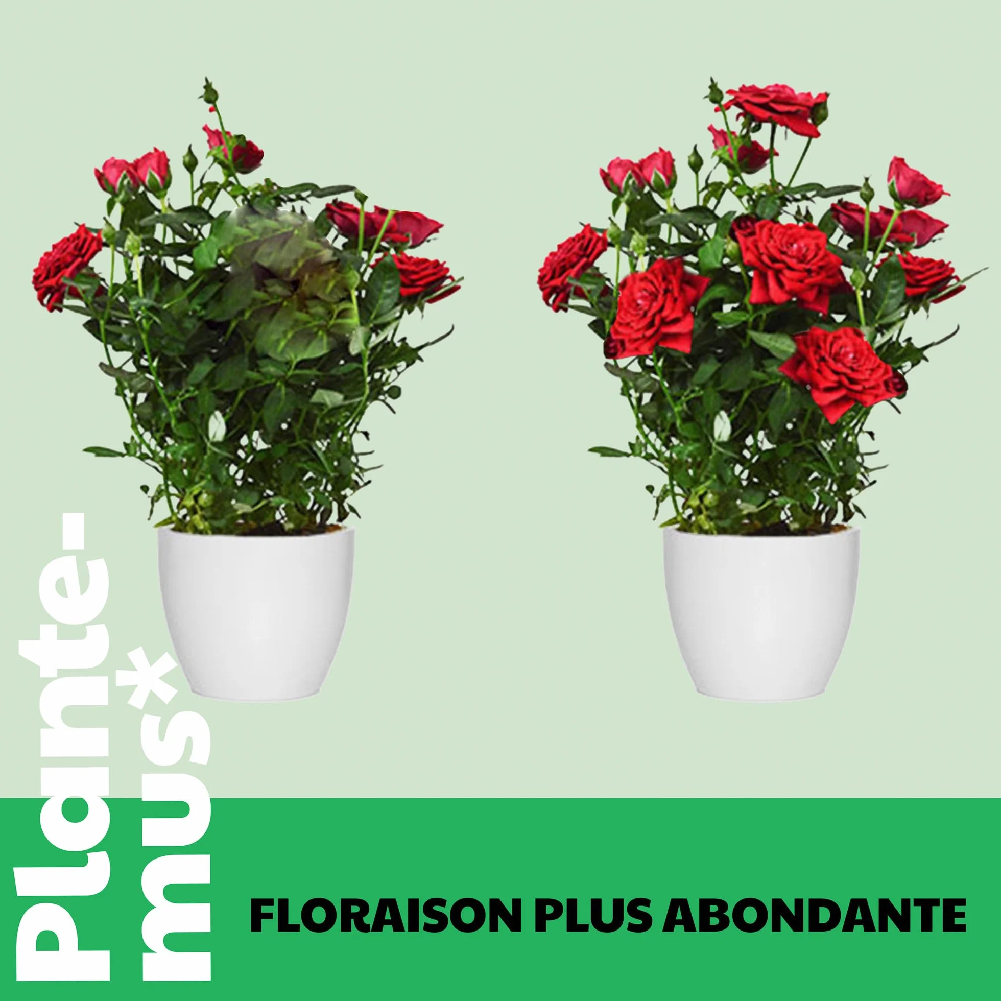 PLANTEMUS Engrais pour Rosiers et Fleurs, idéal pour les Orchidées, Hortensias et tout type de Plantes à Fleurs, Granulé, 1 KG