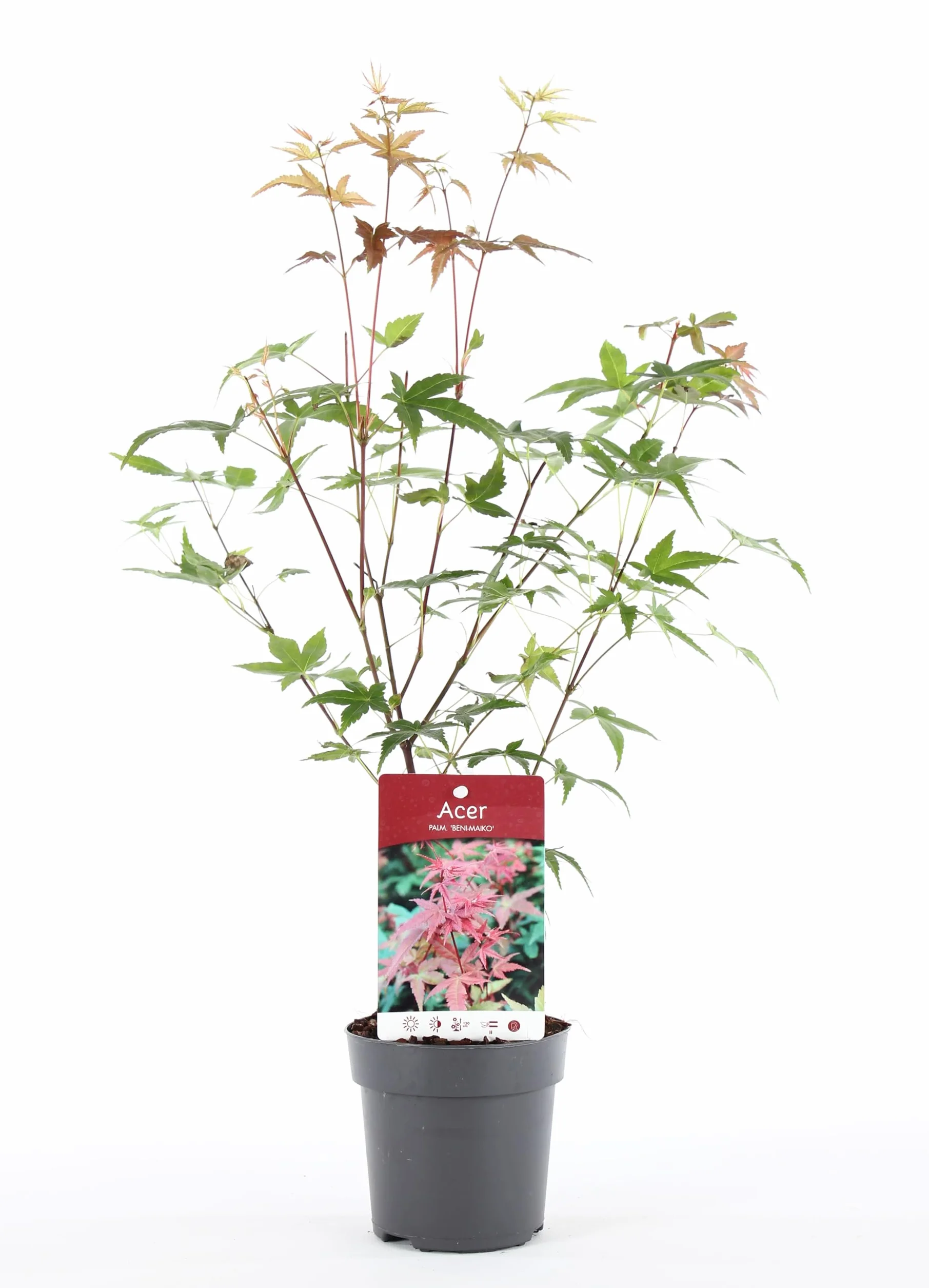 Acer palmatum "Beni Maiko" | Érable du Japon Plante de jardin à feuilles caduques Arbuste en pot