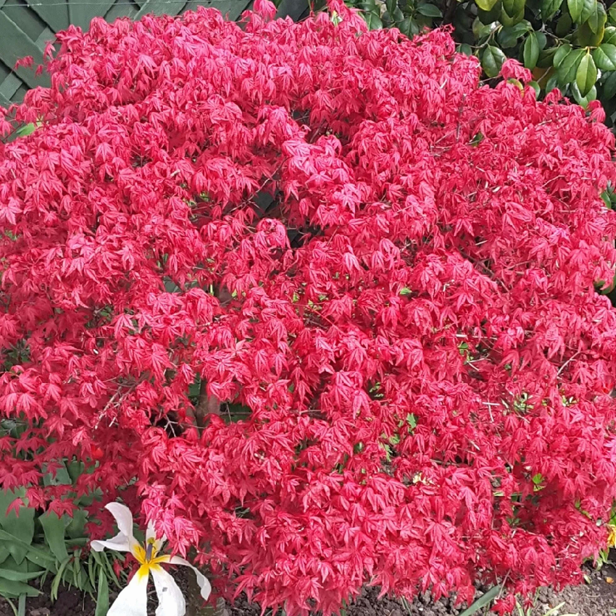 Acer palmatum "Beni Maiko" | Érable du Japon Plante de jardin à feuilles caduques Arbuste en pot