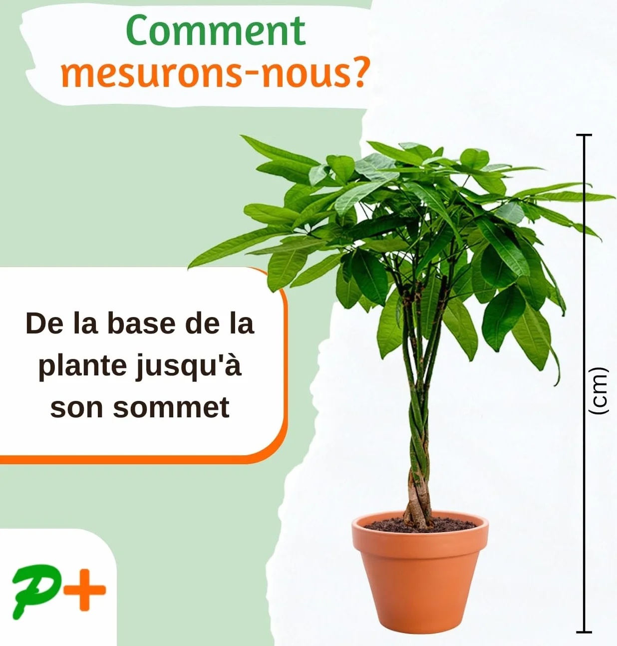 Lot de 4 plantes “Pet Friendly”, +/- 30–60 cm, ø 12–15 cm pot, Palmier d’intérieur, Bananier, Arbre à monnaie, Calathea, non toxique & sans danger pour les animaux