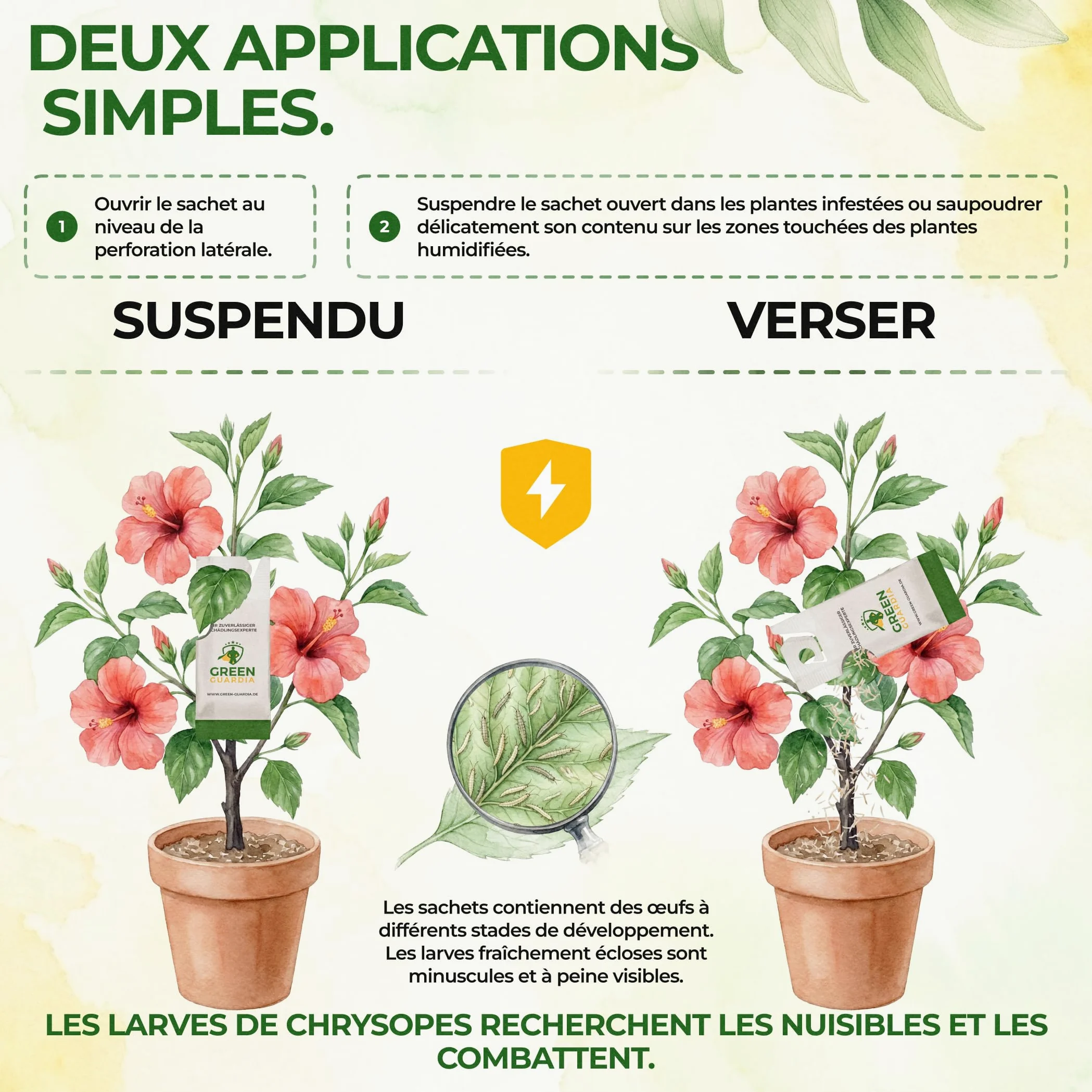 GREEN GUARDIA Power Lot de 15 sachets d'œufs de larves de chrysopes contre les pucerons et les cochenilles – Produit biologique pour lutter efficacement contre les pucerons et les cochenilles pour