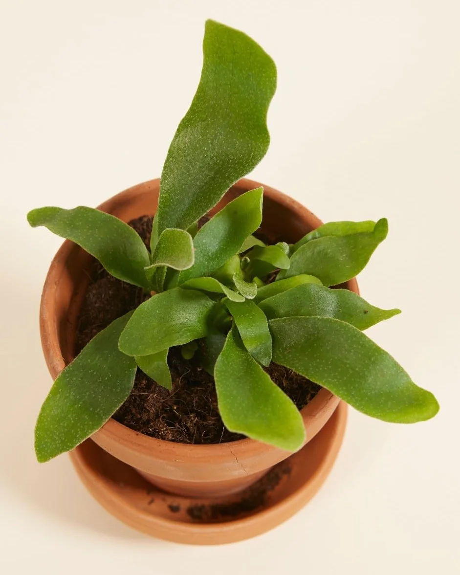 Platycerium Bifurcatum corne d'élan Plante verte d'intérieur 2 cm boutures Hauteur 10 cm