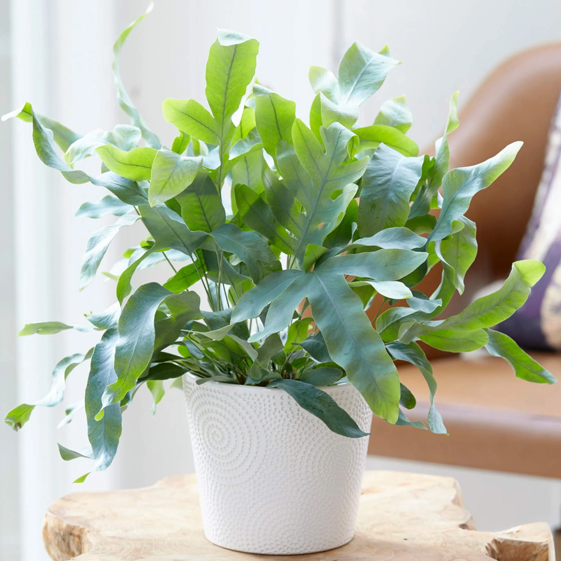Phlébodium Blue Star - Polypode Doré | Fougère de 25 à 35 cm en Pot | Plante
