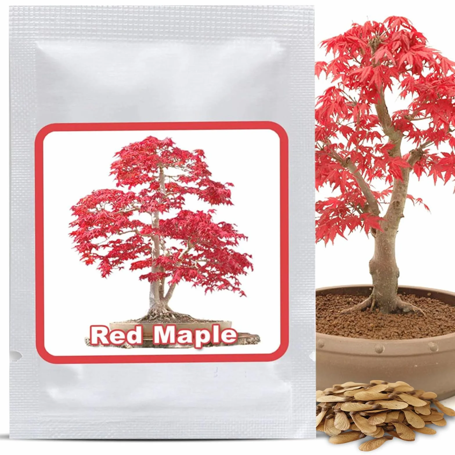 Magic of Nature: Graines d'Érable du Japon Rouge (20 Pcs) - Adapté au Bonsaï