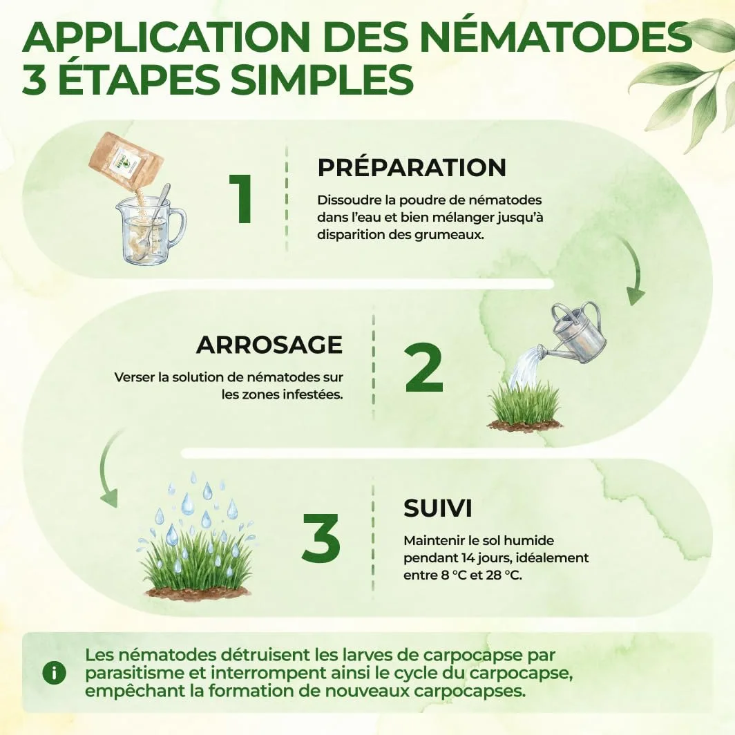 GREEN GUARDIA Super Nématodes SC contre les grillades de taupes, les becs des prairies et les terres extérieures – 200 millions (400 m²) – Produit biologique pour lutter efficacement contre les