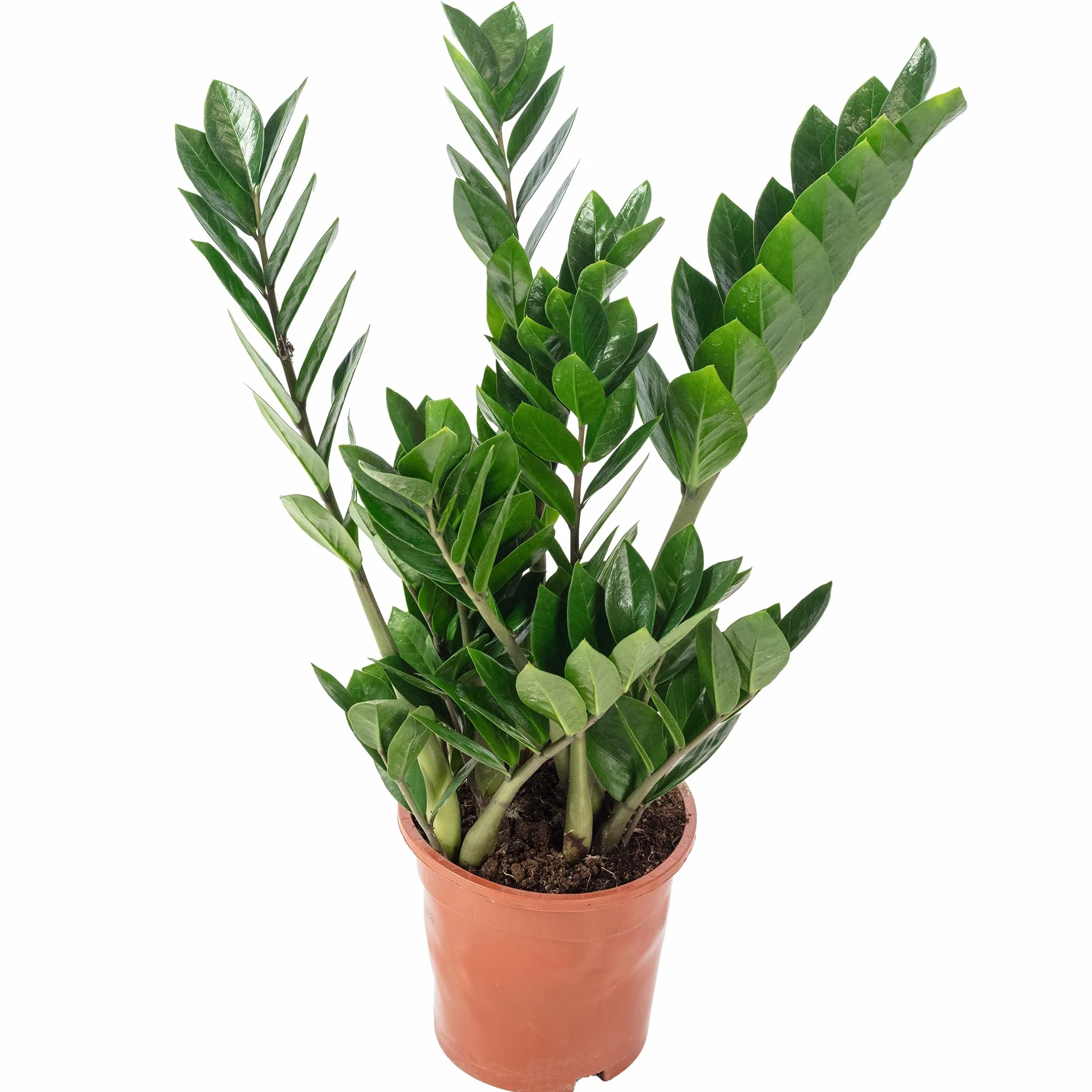 Zamioculcas zamiifolia Plante ZZ 55 cm Pot Ø 17 cm