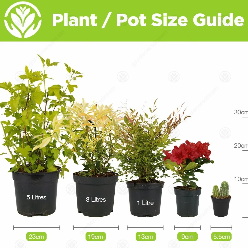 Mélange de succulentes 20 plantes d'intérieur en pot