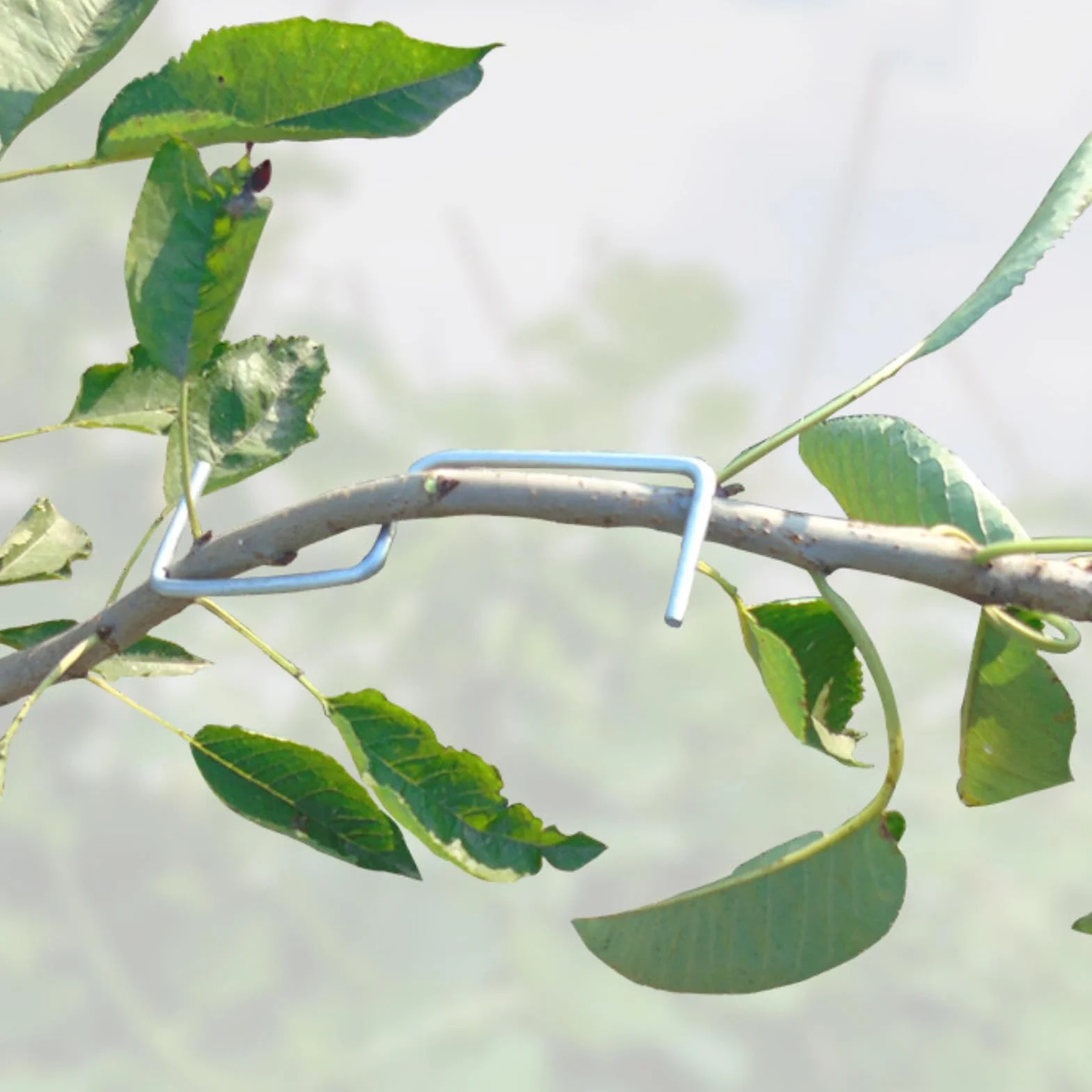 Epandeur de Branches, Plantes Tige Formateur, Arbre Branche Extracteur Fil D'acier Jardin Nouvelles Branches Croissance Formes Soutien Fruits, pour Soutenir La Croissance de Nouvelles Branches, M13cm