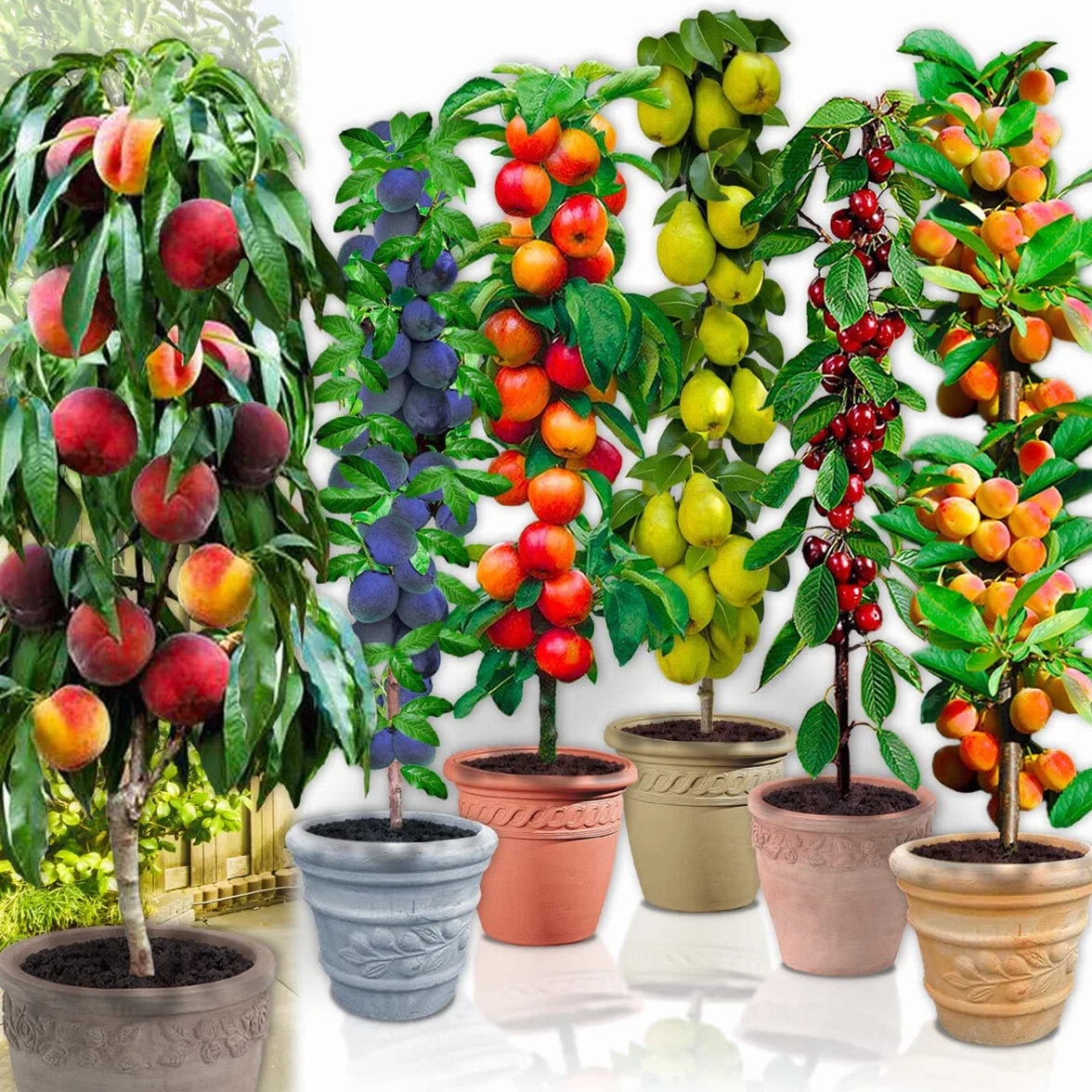 Arbres fruitiers colonnaires lot de 6 80/100 cm hauteur cerisiers pommiers poiriers