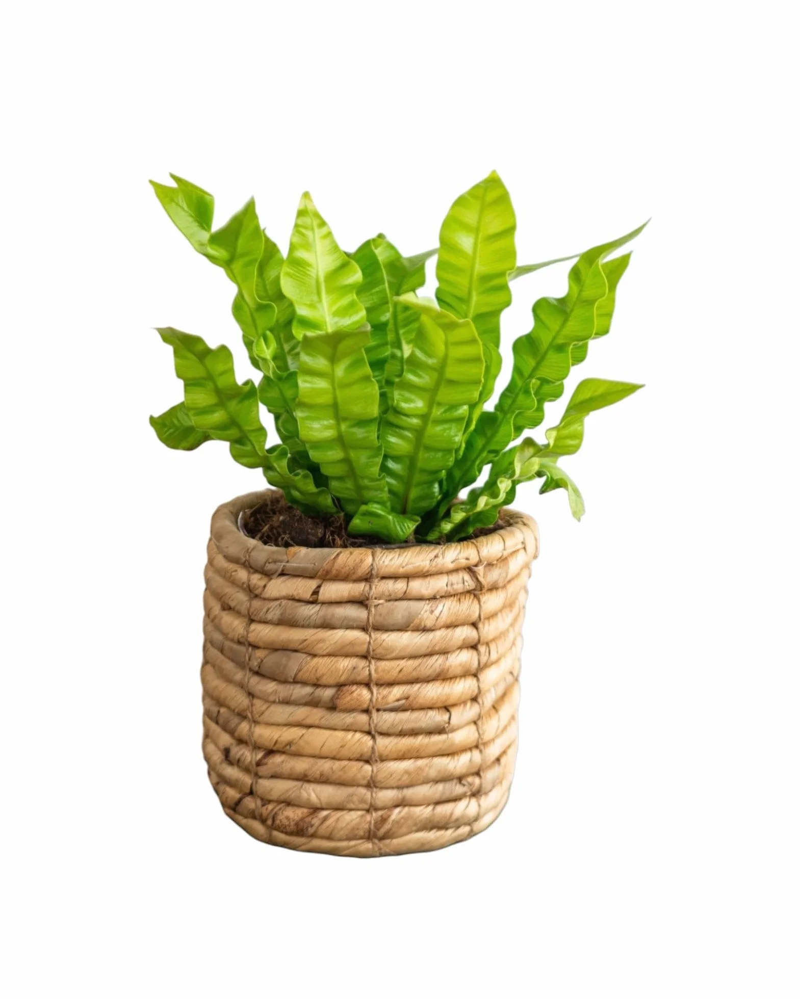 La Green Touch - Asplenium Crispy Wave - Plante d'intérieur - Pot 12cm, Hauteur 25 cm