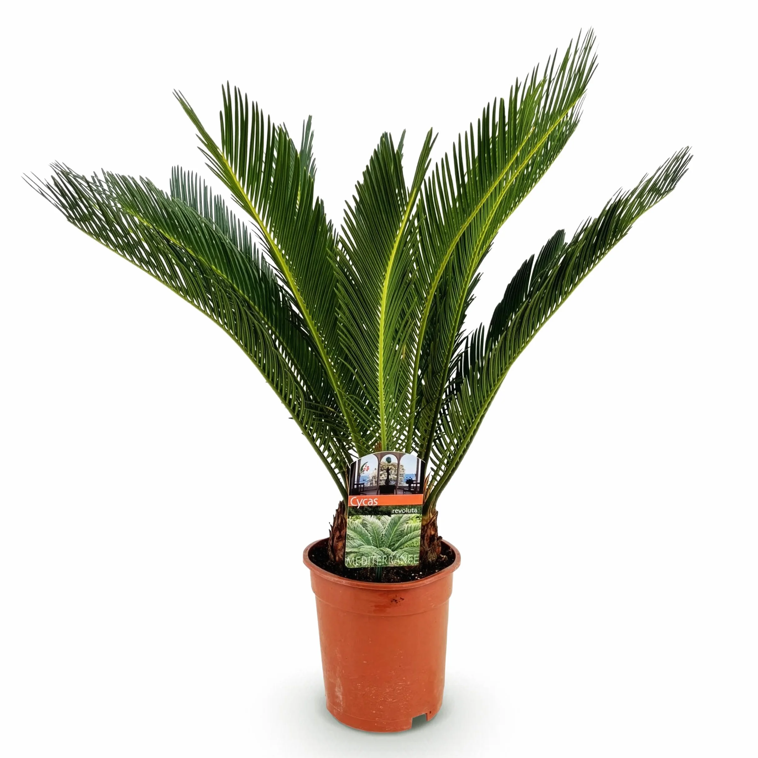 Cycas revoluta - Fougère palmiste - Peu d'entretien - Vert - 60-70cm - Ø17cm - Plante d'intérieur - Vert persistant