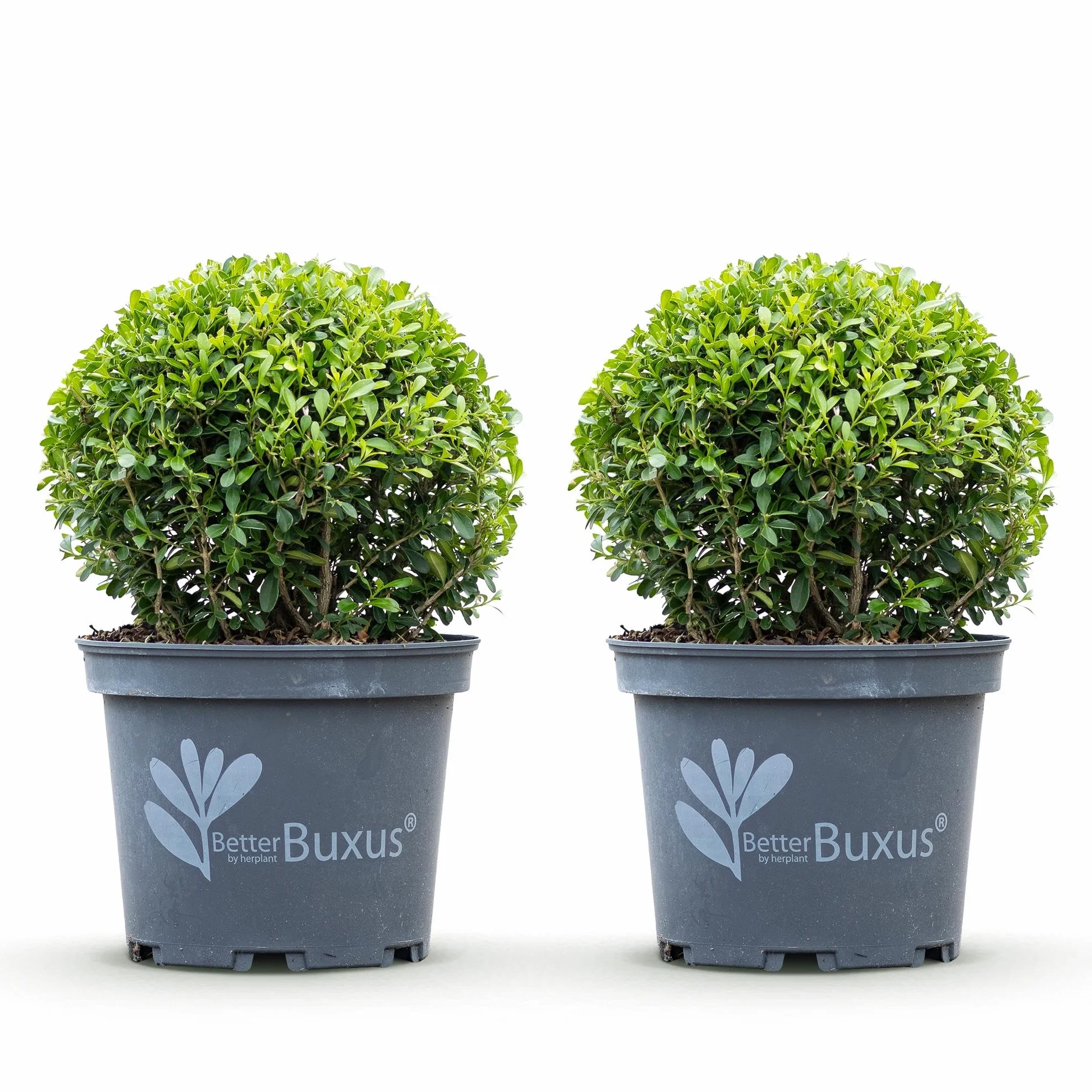 GreenboutiQ Buxus Boule BetterBuxus Skylight 2 plantes pot 23cm boule 25cm
