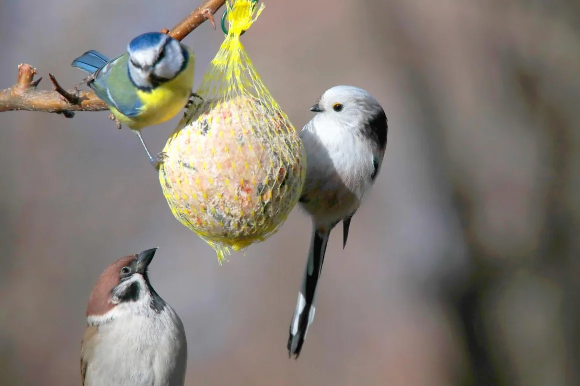 VITAKRAFT - Vita Garden - Seau de Boules de Graisse avec Filets pour Oiseaux du Jardin - Alimentation Complète pour Oiseaux Toutes Saisons - 25 unités