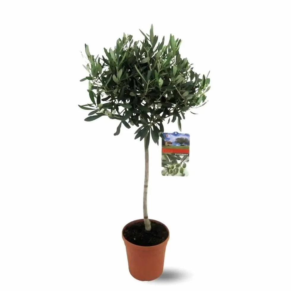 Olivier europaea Arbuste Méditerranéen 90-100 cm ⌀ 18 cm Plante d'Extérieur