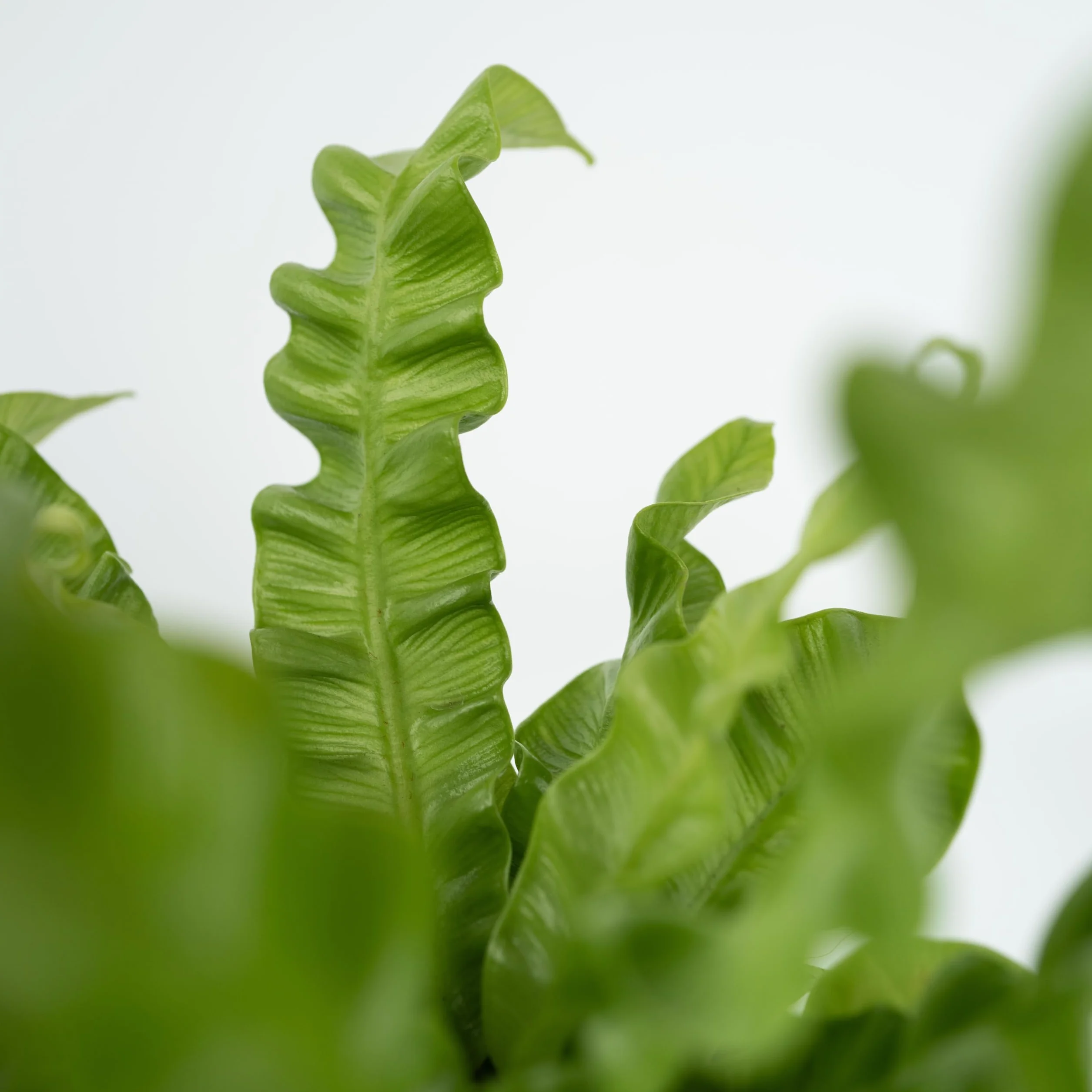 Asplenium nidus 'Vague croustillante' Plante d'intérieur purificatrice d'air Pot 12cm Hauteur 25-40cm