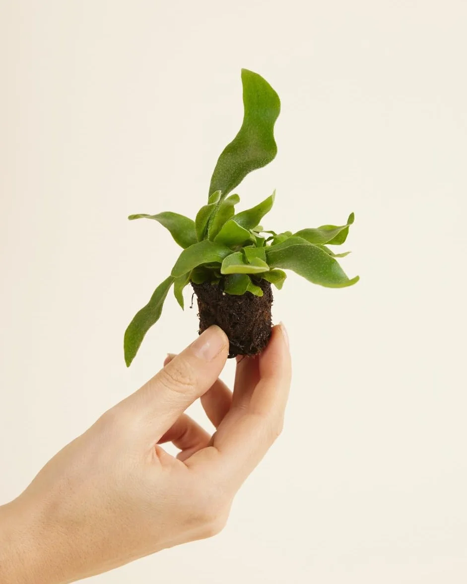 Platycerium Bifurcatum corne d'élan Plante verte d'intérieur 2 cm boutures Hauteur 10 cm