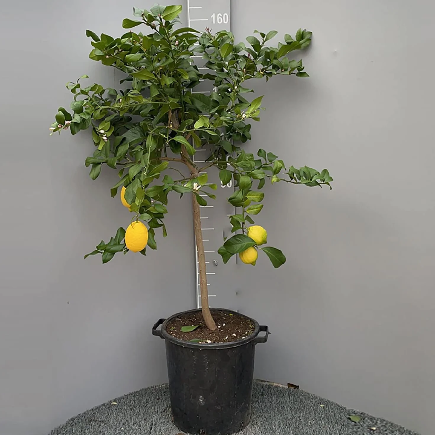 SAVINI VIVAI Citronnier de Sorrente Ovale en Pot 35 cm Hauteur 150-180 cm 6-7 Ans