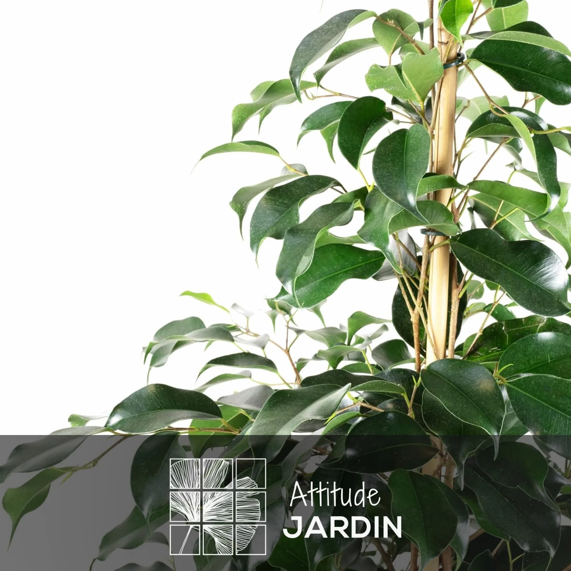 Attitude Jardin Ficus Benjamina Danielle 100-110 cm ⌀ 21 cm plante d'intérieur