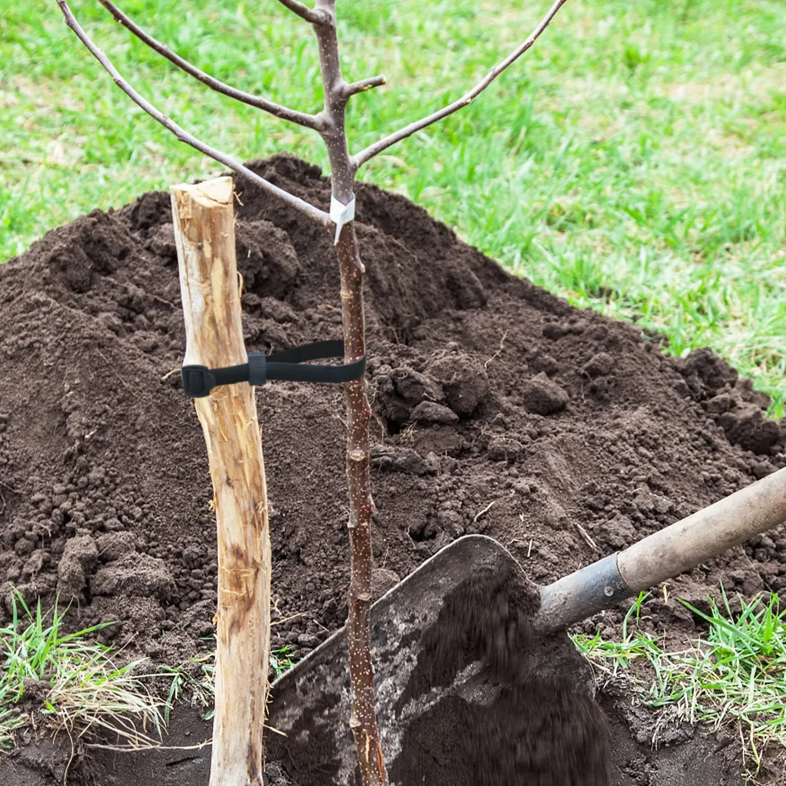 KINGLAKE 4 Pièces 60 cm Attache pour Arbre Fruitier, Attaches Tuteur Arbre Résistantes et Réglables, Lien pour Attacher avec Boucle pour la Prise en Charge Arbustes