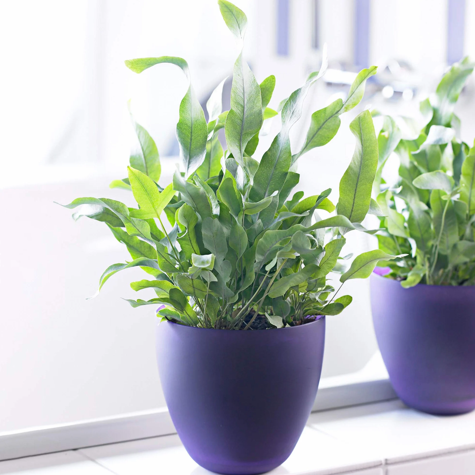 Cadeau Plante Phlebodium Blue Star | Superbe Fougère d'intérieur (de 25 à 35 cm pot inclus)