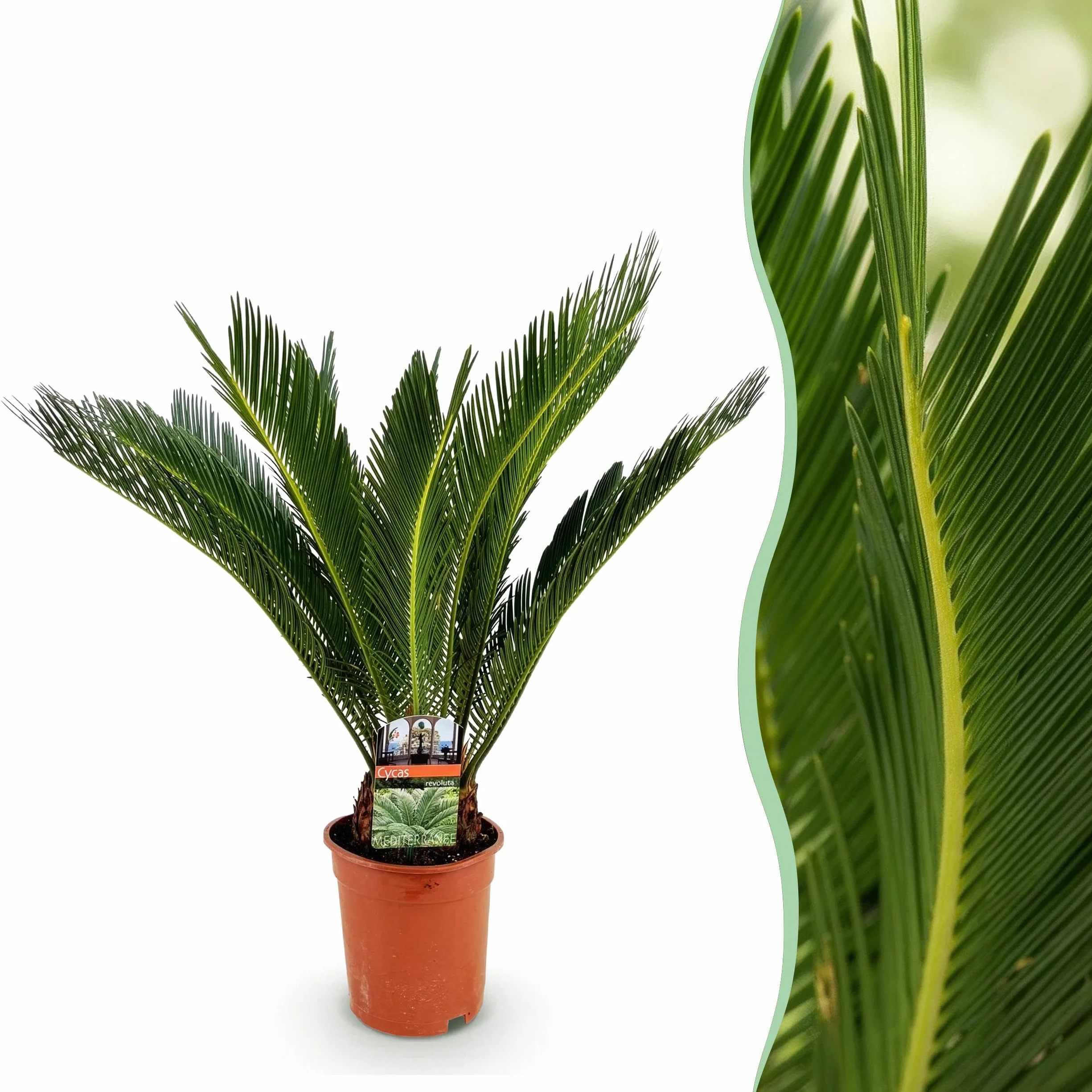 Cycas revoluta - Fougère palmiste - Peu d'entretien - Vert - 60-70cm - Ø17cm - Plante d'intérieur - Vert persistant