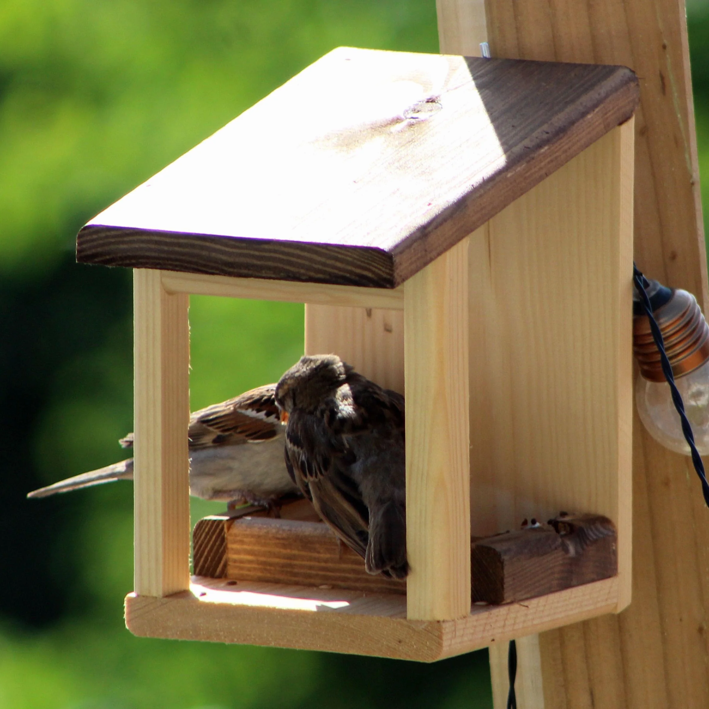 Mangeoire pour oiseaux 'Basic'