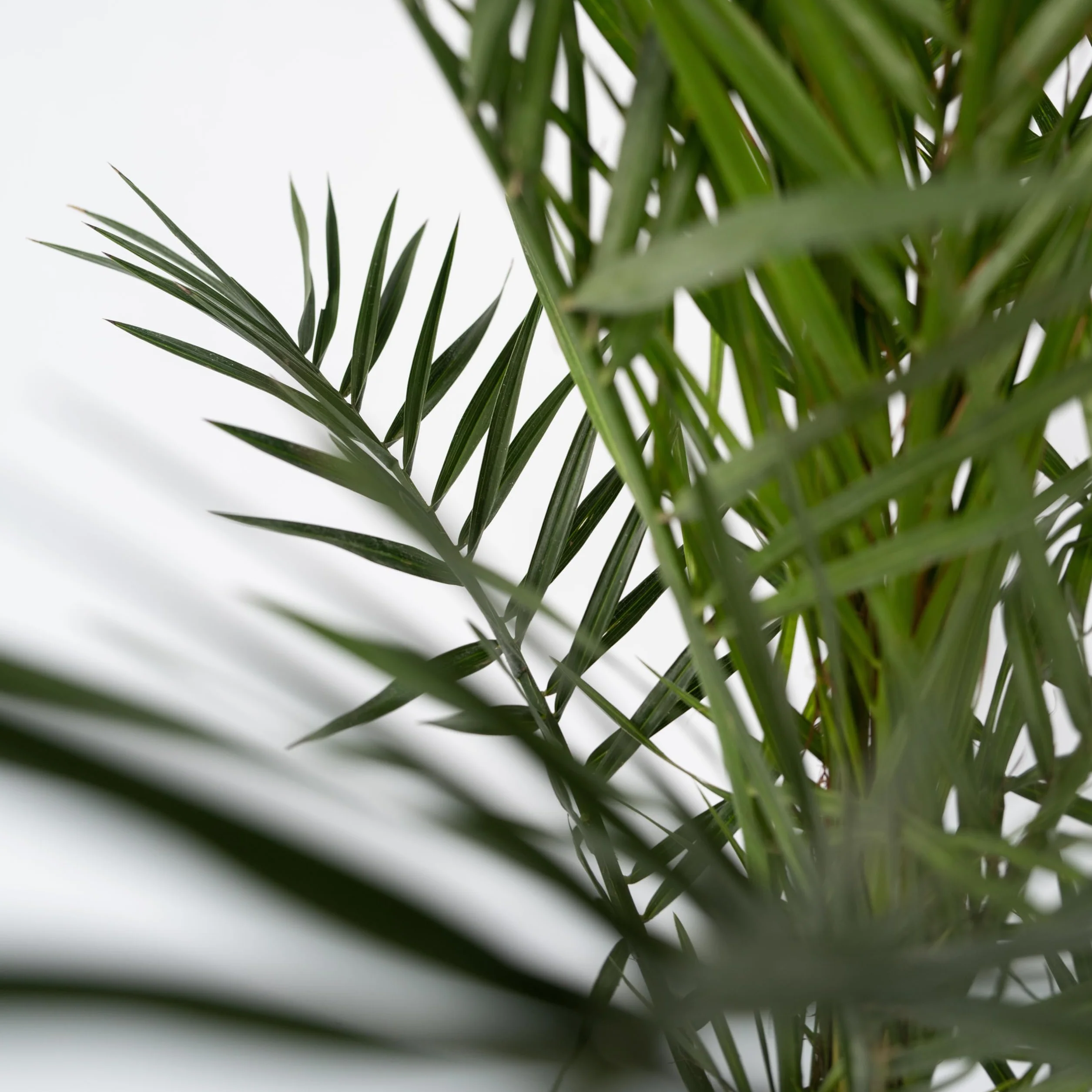 Plant in a Box Phoenix Canariensis Hauteur 80-100cm Set de 2 Palmier des Canaries Pot 19cm