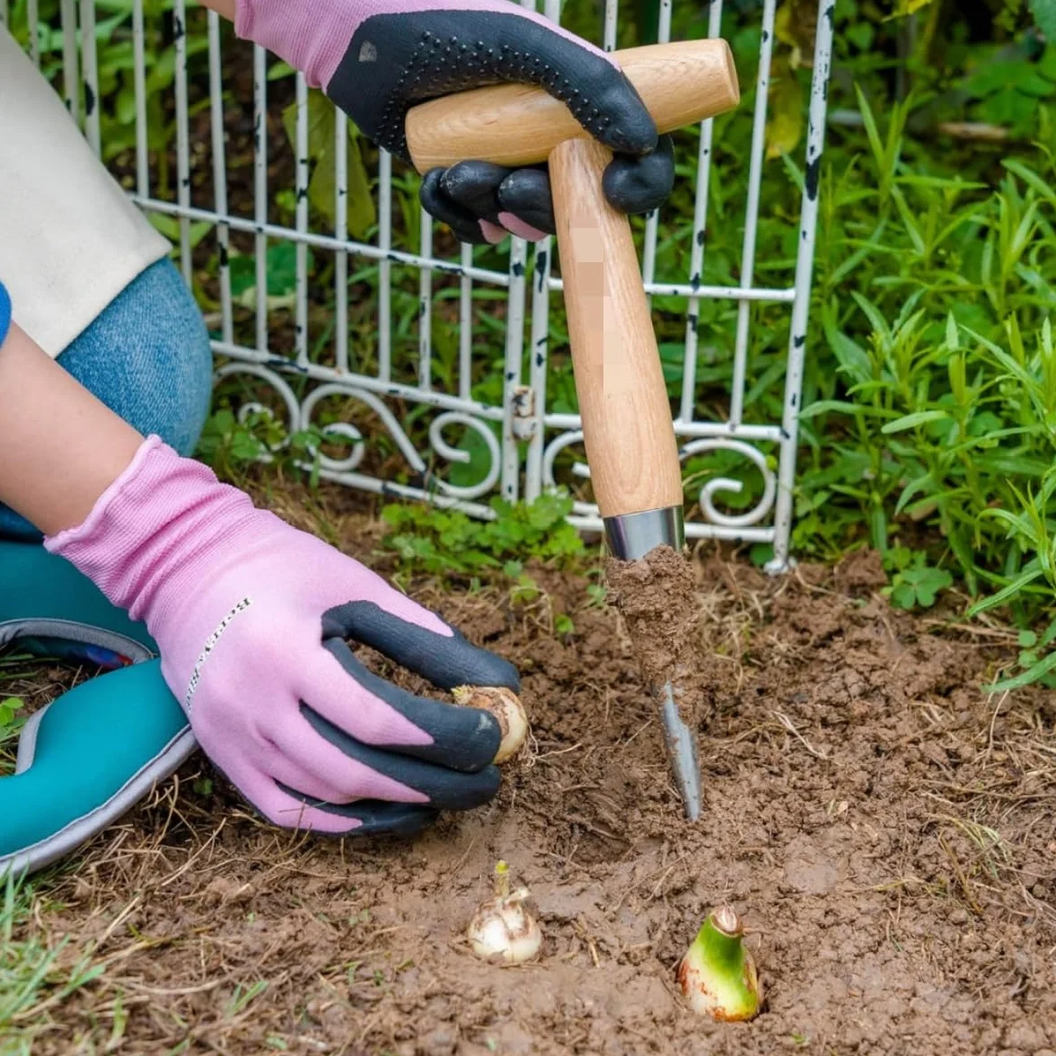 Plantoir à bulbes avec Pointe en INOX,Plantoir à Main Traditionnel,Outil de Perforation de Jardin,plantoir à Main en Acier Inoxydable avec Manche de 28 cm Plantoir,semoir Pratique