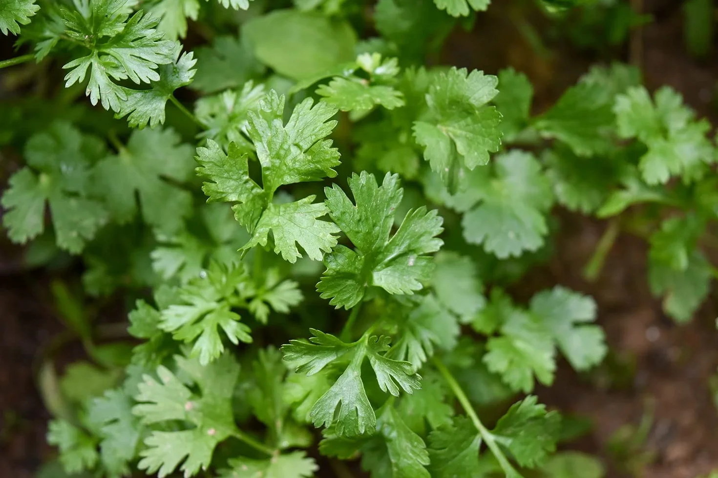 Lot de 200 Graines de Coriandre Cultivée - Plante aromatique qui relève vos plats - Très facile à cultiver - Plante Annuelle - Grande Qualité Gustative - Semences Reproductibles