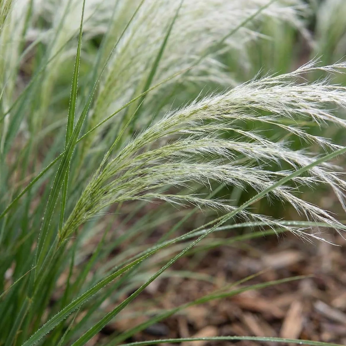 Bloomique - Lot de 6 - Stipa tenuissima 'Ponytails' - Stipe cheveux d'ange - Graminée ornementale - Rustique - Vivace - Hauteur 10-20 cm - Pot 9 cm