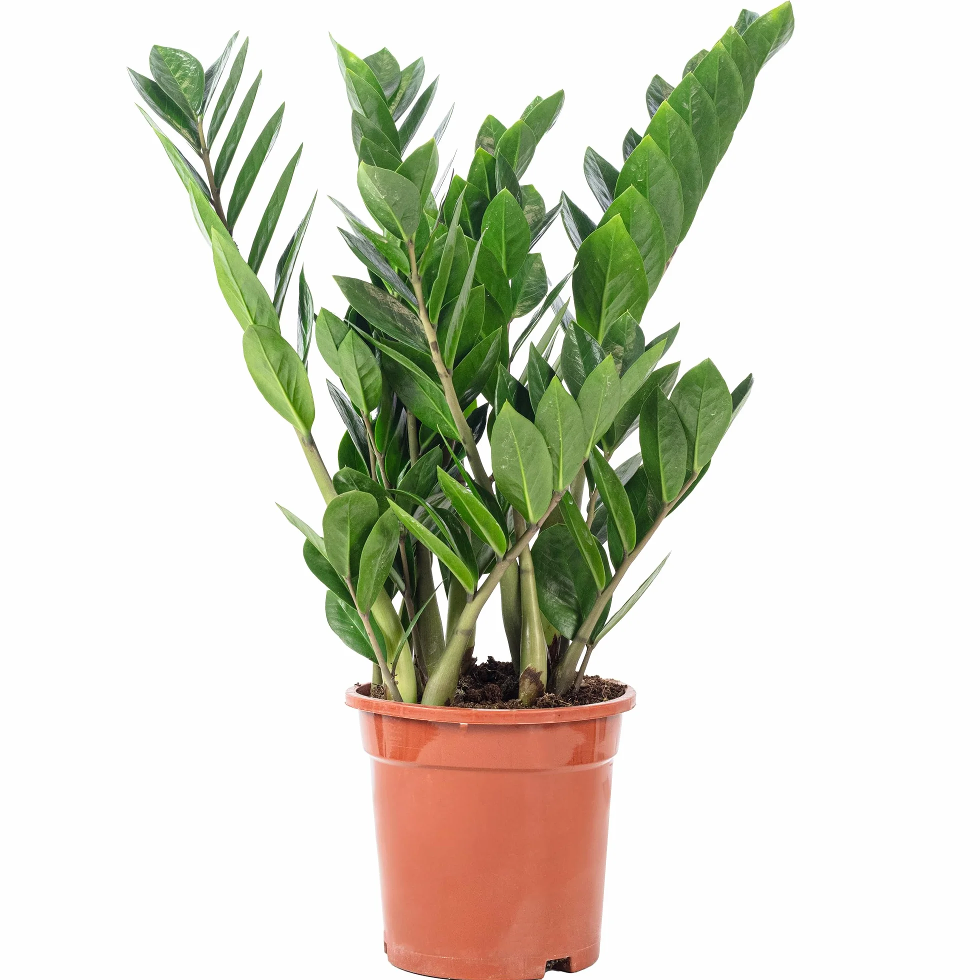 Zamioculcas zamiifolia Plante ZZ 55 cm Pot Ø 17 cm