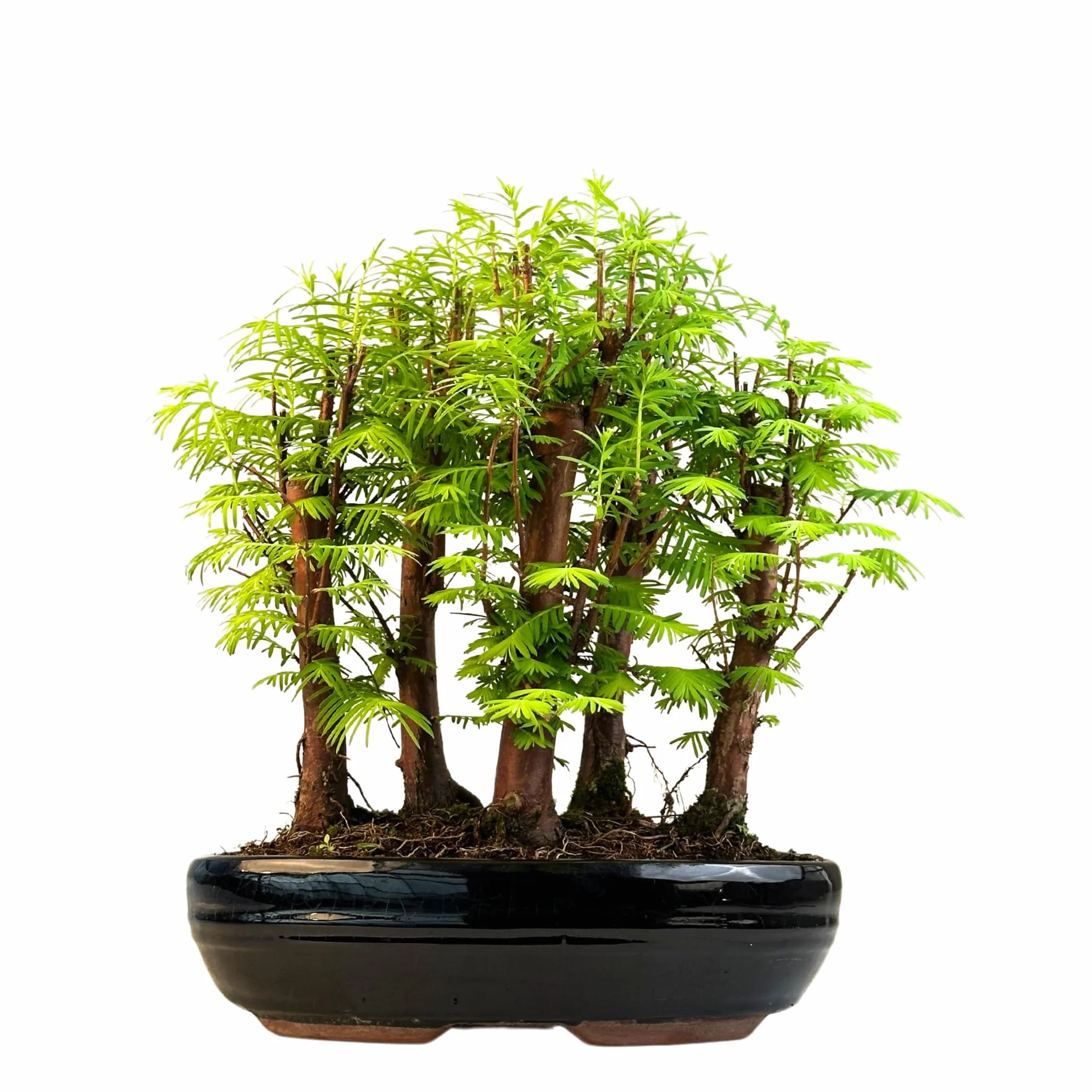 Bonsaï Métaséquoia Arbre préhistorique 26 cm Pot Plante d'intérieur/extérieur Cadeau rare